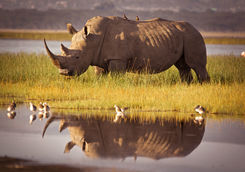 rhino lake
