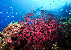 coral diving kenya
