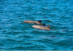 dolphins in kenya