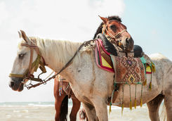 horses beach