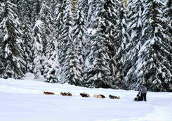 Dog sledding in woods