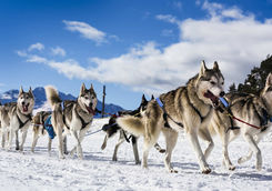 Sledge dogs