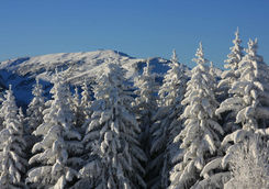 Woods in Megve