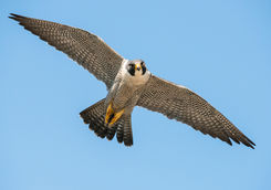 pergrine falcons