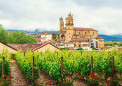 Vineyard Rioja