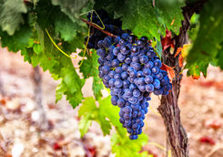 Grapes