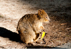Quokka
