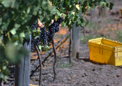 Grapes