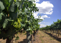 Vineyard