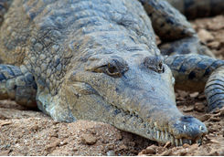 Crocodile