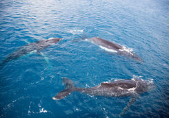 Humpback whale