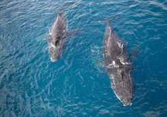 Humpback whale