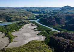 Aerial view mangrove