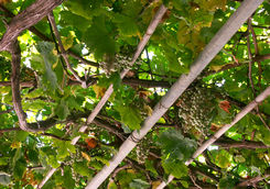 Grapes in a vineyard in Crete