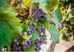 Grapes in a vineyard in Crete