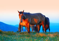 Horses in Andalucia