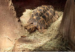 Burmese Star Tortoise