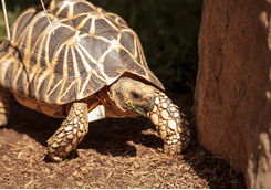 Burmese Star Tortoise