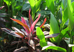 Plant growing in Myanmar