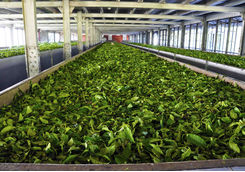 Tea factory