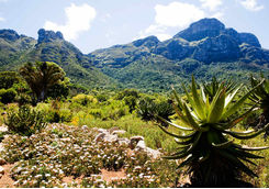 Kirstenbosch Botanical Garden