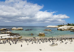 Colony of penguins on Boulders Beach