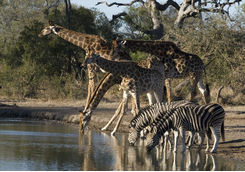 Giraffes and Zebras in the Limpopo Province