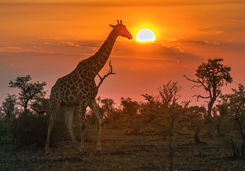 Giraffe wandering at sunset