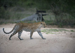 Spotting a leopard on a game drive
