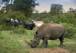 Tanda Tula game drive