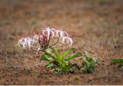 Blood Lily flower in Kruger National Park