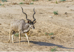 Greater Kudu, South Africa