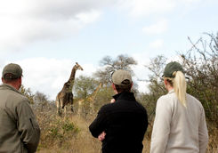 Giraffe on a walking safari