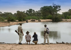 Spotting rhinos on a walking safari