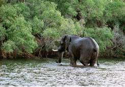 Elephant in the Zambezi river