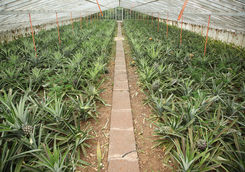 Pineapple greenhouse