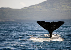 Whale