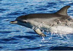 Madeira dolphin from a catamaran