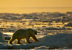 polar bear