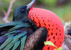 Frigate-bird