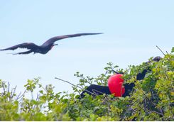 Frigate-bird