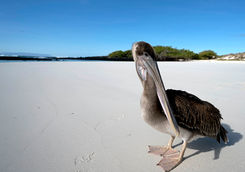 Brown pelican