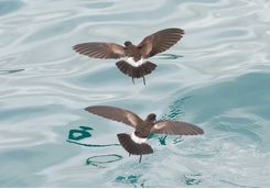 Storm petrels
