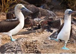Blue footed boobies