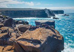 Punta Suarez cliffs