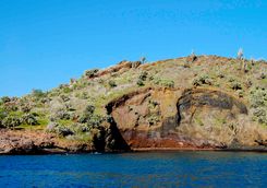 Champion islet