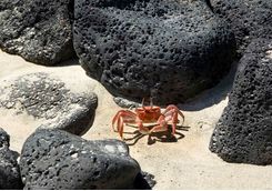 Red sally light-foot crab