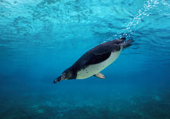 Pinguin