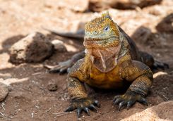Iguana