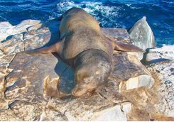 Sea lions